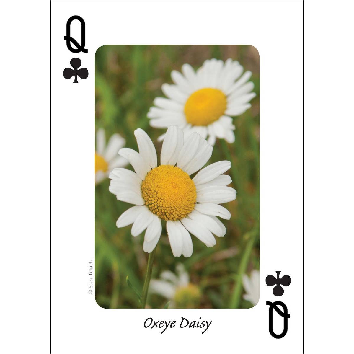 Wildlfowers of the Northwest Playing Cards