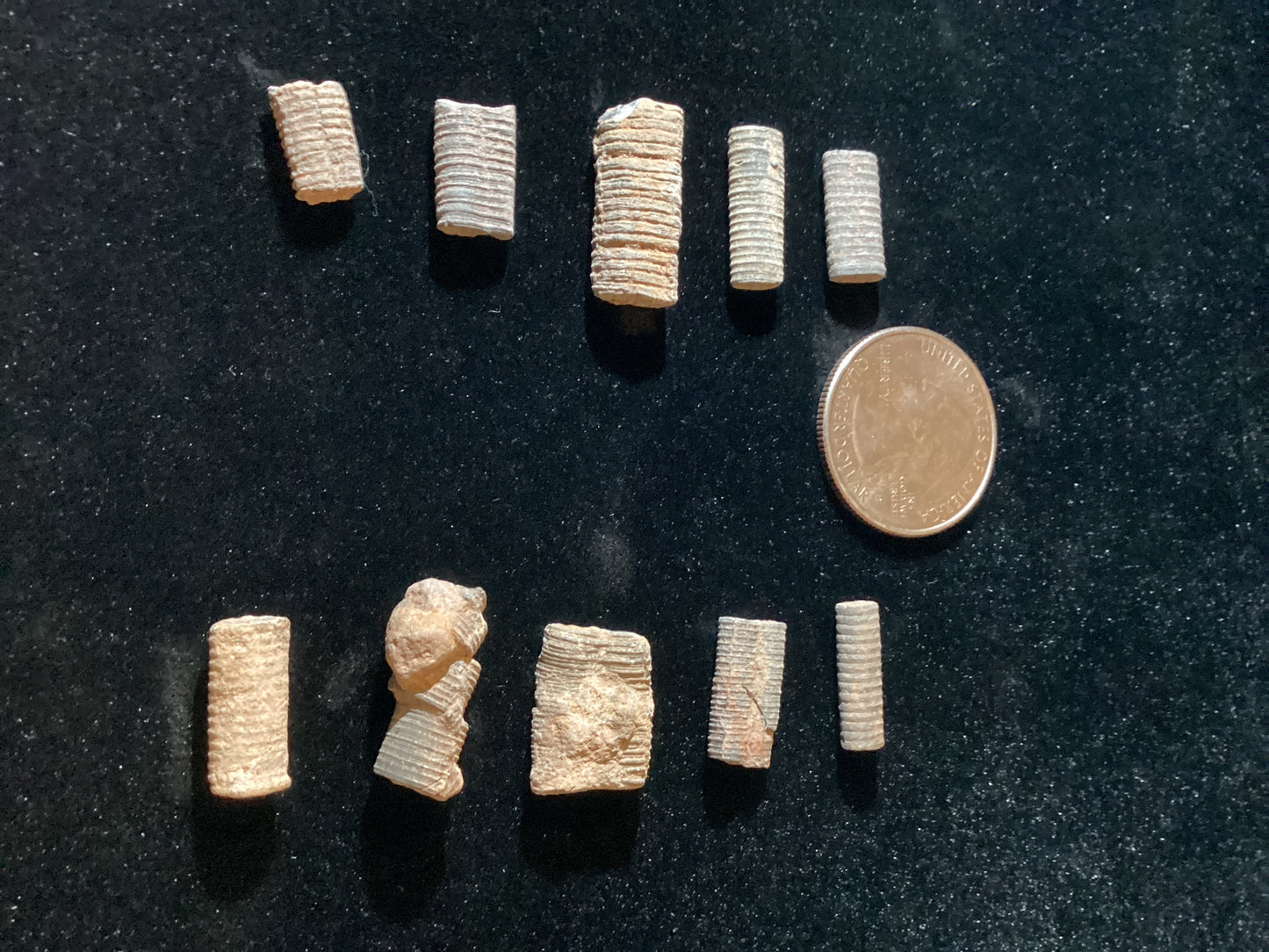 Crinoids