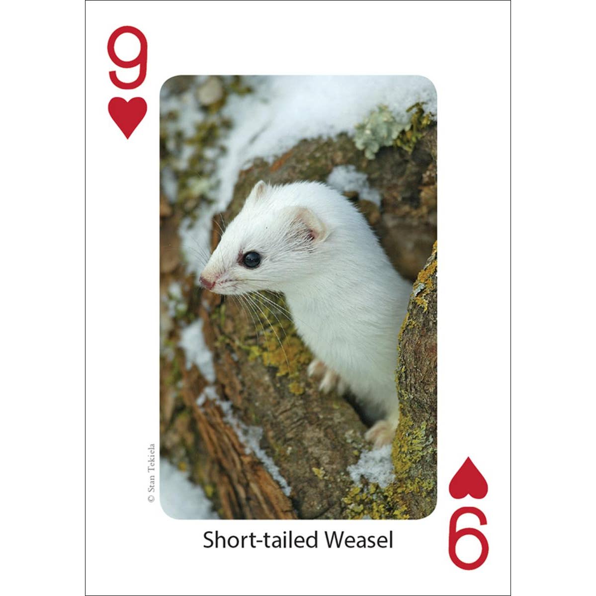 Mammals of the Northwest Playing Cards