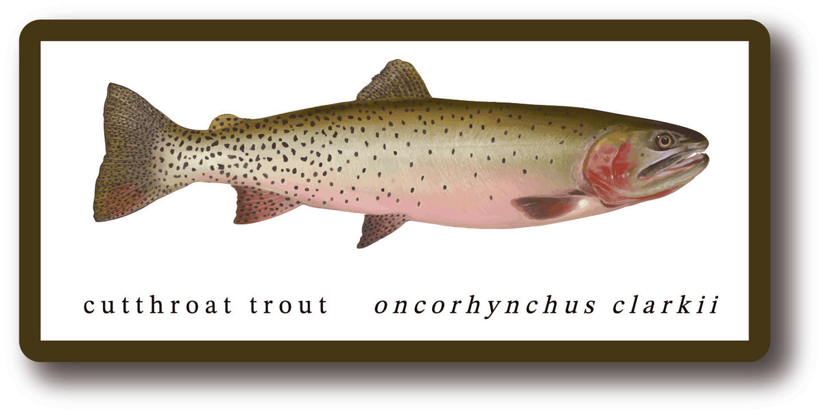 Cutthroat Trout Sticker