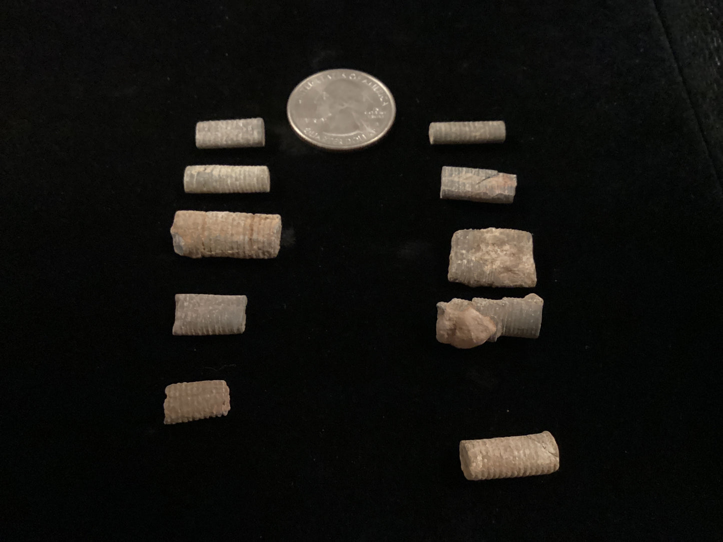 Crinoids