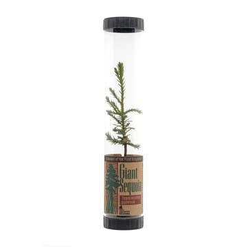 Johnsteen Company Packaged Live Trees