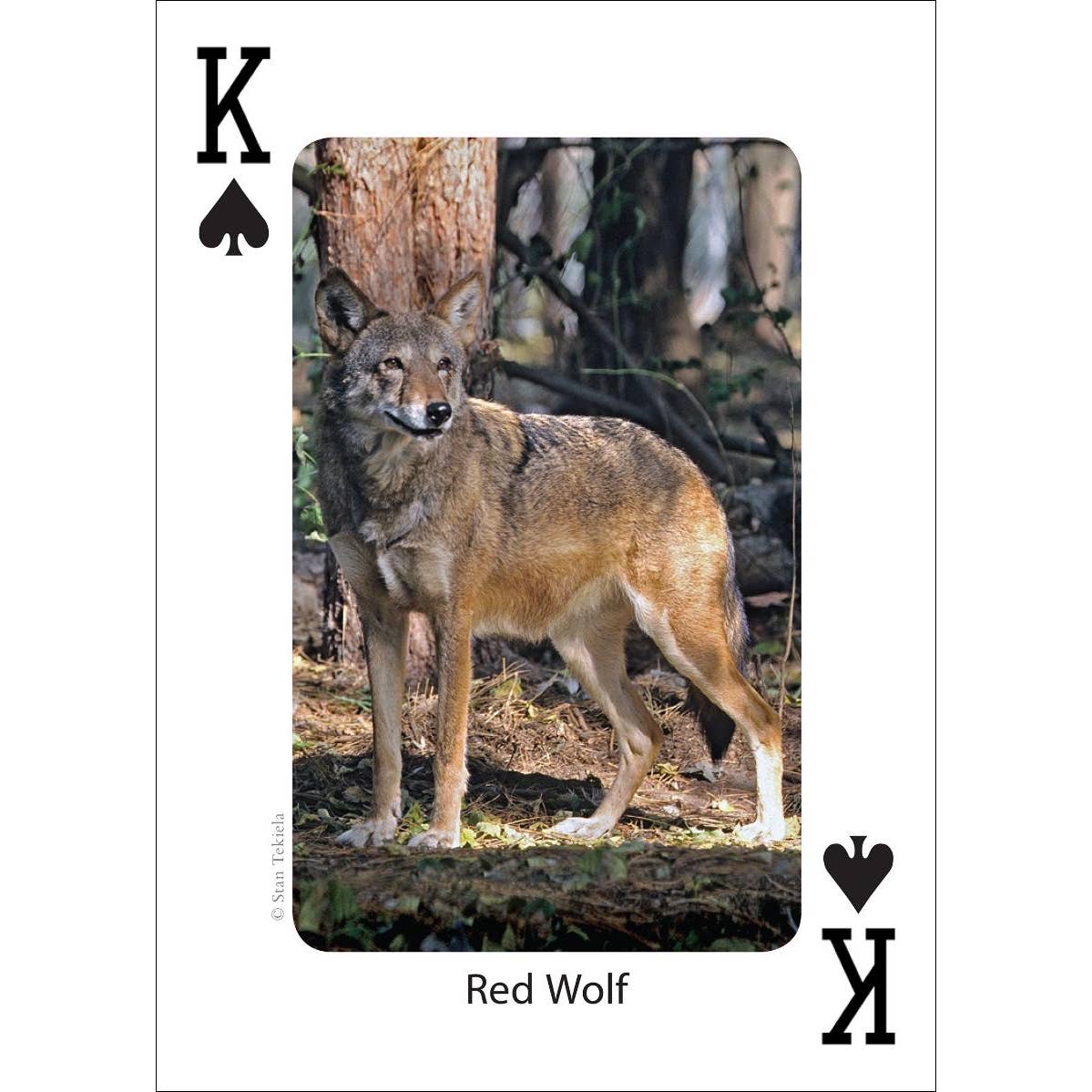 Mammals of the Southeast Playing Cards