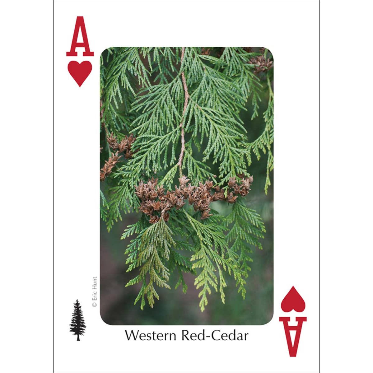 Trees of the Northwest Playing Cards