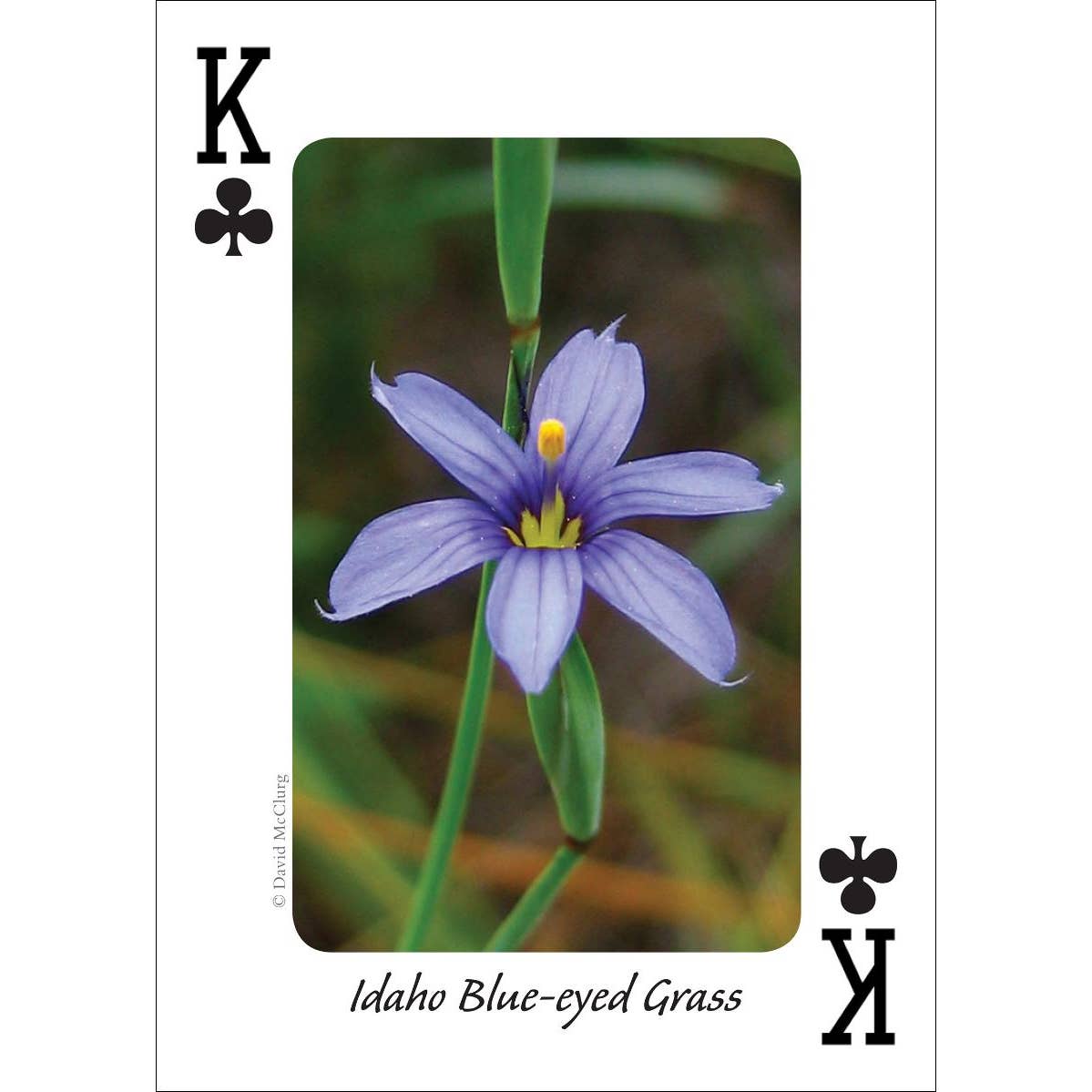 Wildlfowers of the Northwest Playing Cards