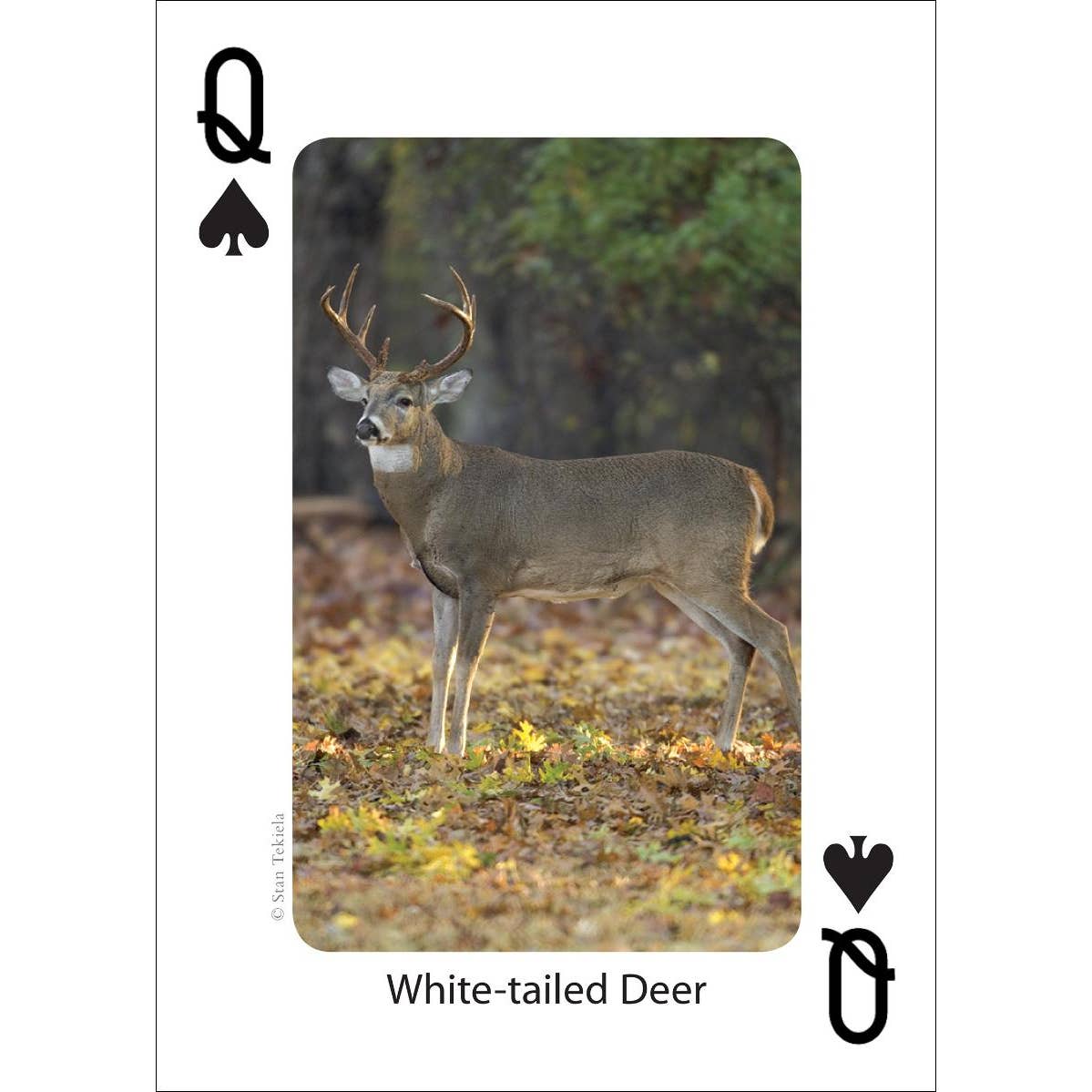 Mammals of the Southeast Playing Cards