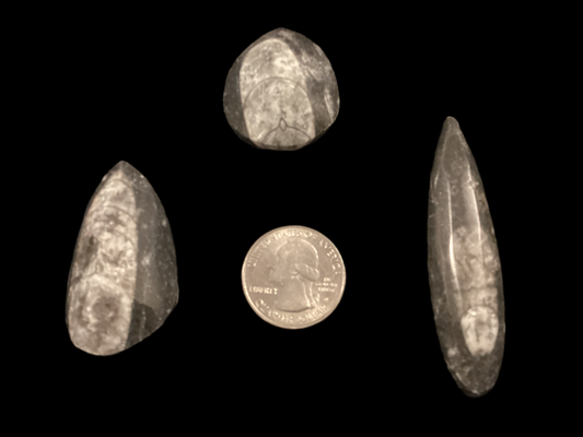 Fossil Orthoceras