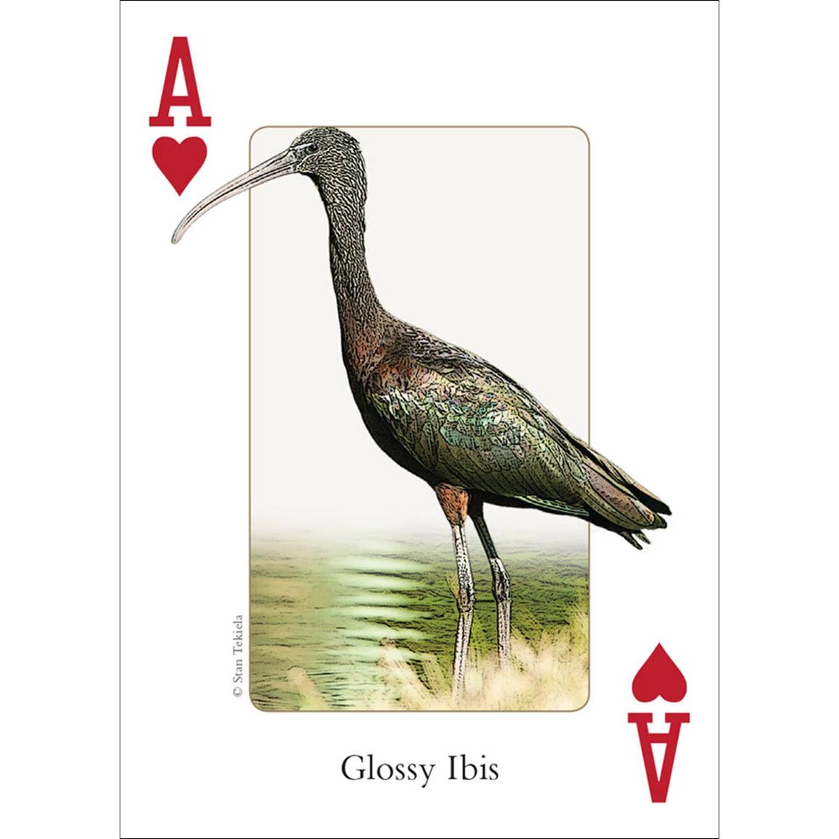 Birds of the Southeast Playing Cards