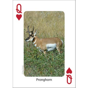 Mammals of the Northwest Playing Cards
