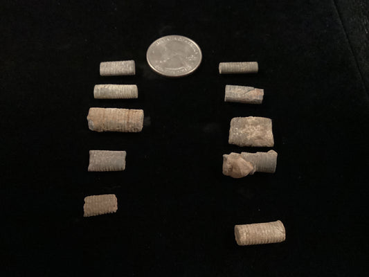 Crinoids