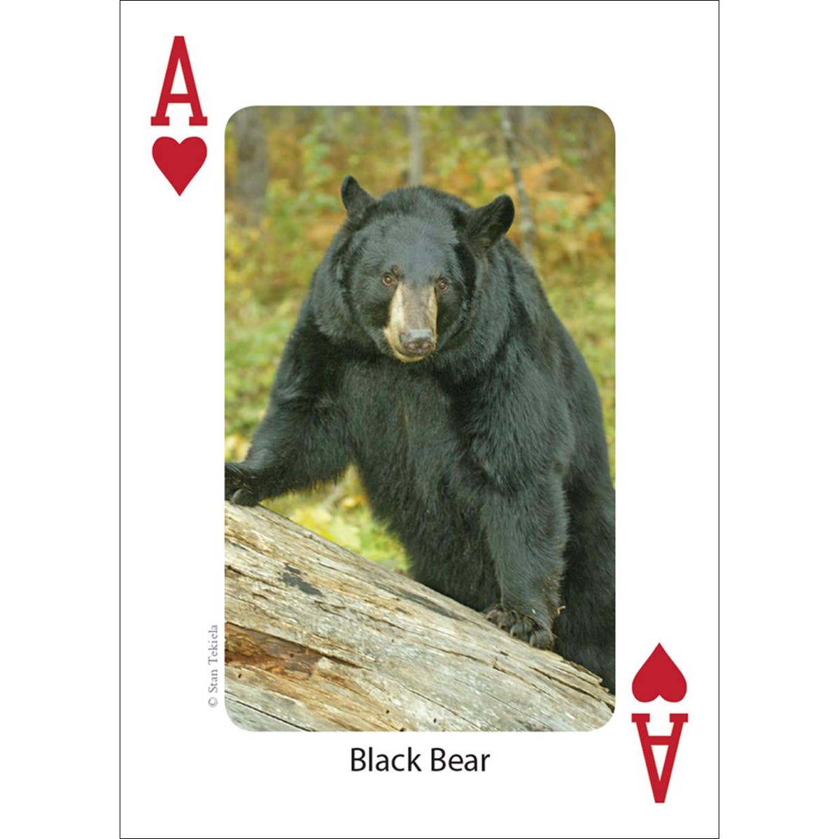 Mammals of the Northwest Playing Cards