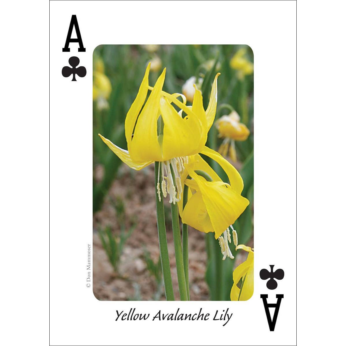 Wildlfowers of the Northwest Playing Cards